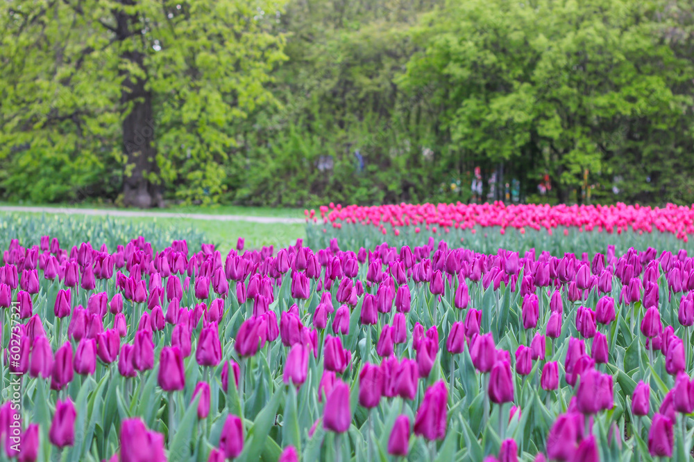 Lots of purple tulips in the park Lots of purple tulips in the park
