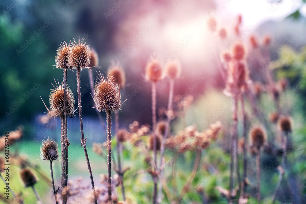 Thickets cobwebbed teasel (Dipsacus fullonum) in the meadow at sunset Thickets cobwebbed teasel (Dipsacus fullonum) in the meadow at sunset