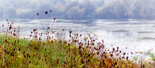 Thickets of grass and dry weeds on the river bank in the fall
