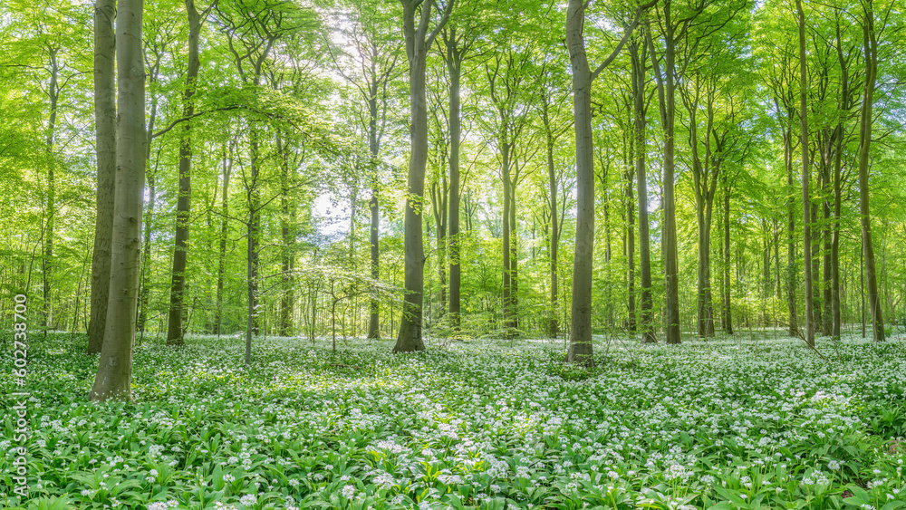 Wild Garlic flowers in a beech tree forest, Denmark.