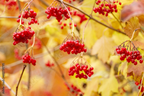 Ripe red viburnum berries on a background of yellow leaves