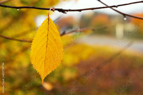 Lone yellow leaf on a tree against a blurred background in autumn