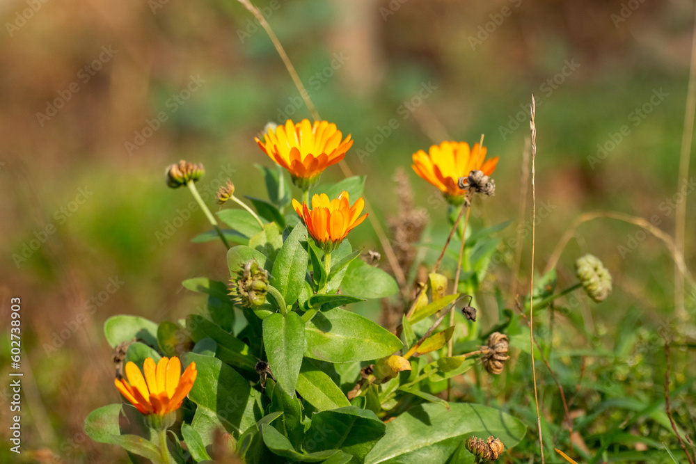Close-up of orange marigolds in the garden against a blurred background. Close-up of orange marigolds in the garden against a blurred background.
