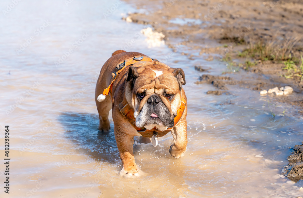 Funny Red English British Bulldog is out for a walk running in a puddle on a spring day