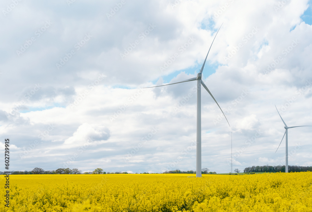 An electricity-generating windmill on the yellow rapeseed field against a cloudy blue sky in Yorkshire An electricity-generating windmill on the yellow rapeseed field against a cloudy blue sky in Yorkshire