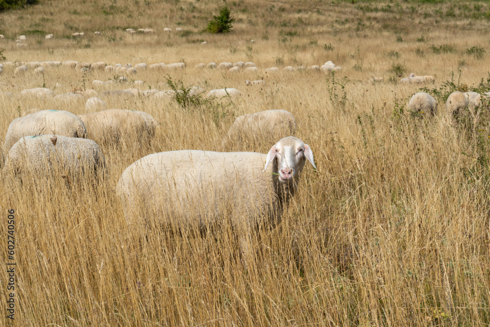 Obraz premium sheep 