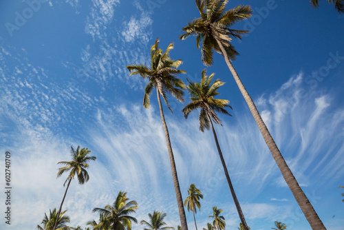 Palm plantation