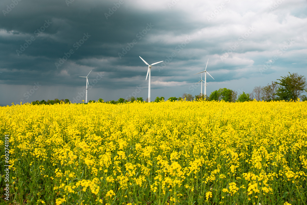 Yellow blooming raps field with windmills, agriculture and renewable sustainable energy, countryside, cultivated farmland
Yellow blooming raps field with windmills, agriculture and renewable sustainable energy, countryside, cultivated farmland