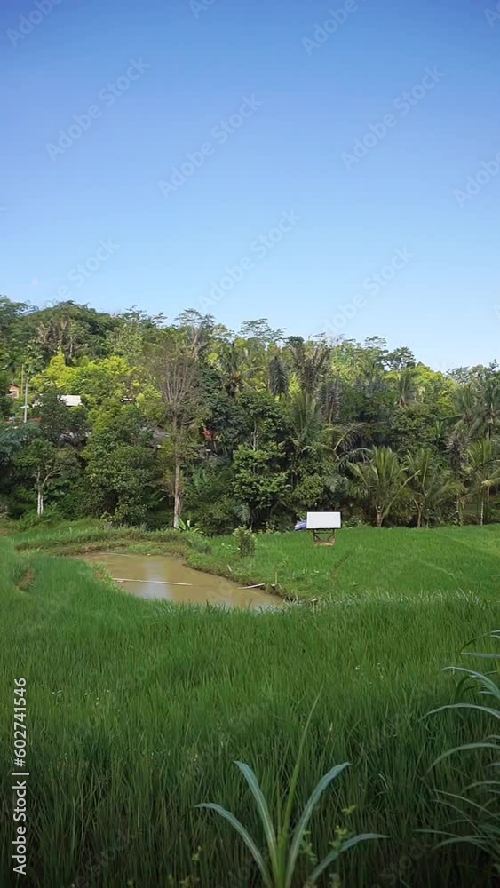 vertical video of beautiful rice fields under mountains and green trees in countryside with blue sky during day time vertical video of beautiful rice fields under mountains and green trees in countryside with blue sky during day time