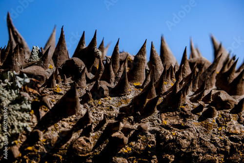 Pointed spikes of a thorny tree bark like creatures