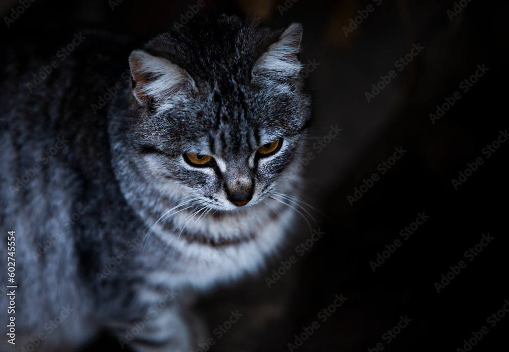 Gray tabby foster (adopted) cat with intelligent yellow eyes. Mongrel cat.