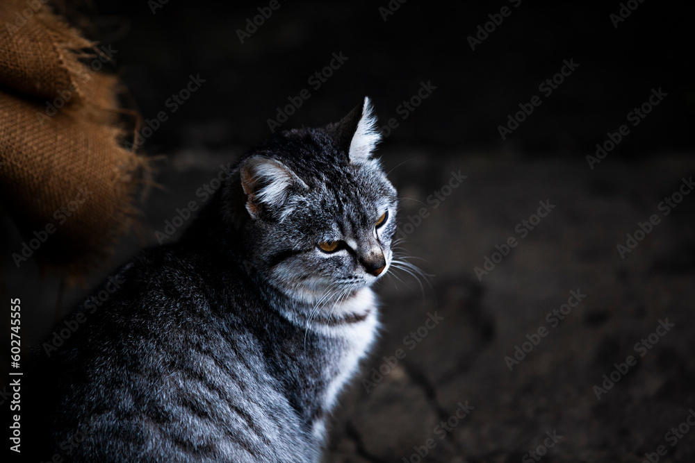 Gray tabby foster (adopted) cat with intelligent yellow eyes. Mongrel cat.