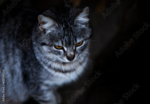 Obraz na płótnie Gray tabby foster (adopted) cat with intelligent yellow eyes. Mongrel cat. w salonie