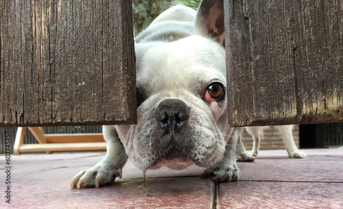 Bulldog looks through the gate