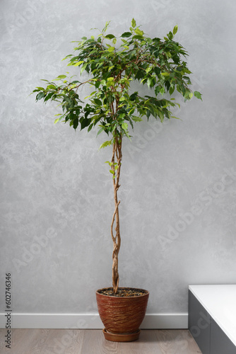 Ficus benjamina with a beautifully intertwined trunk in a flowerpot against a gray wall.