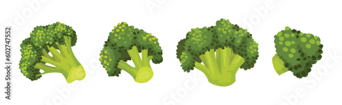 Green Broccoli Cabbage on Stalk as Healthy Nutrition Vector Set