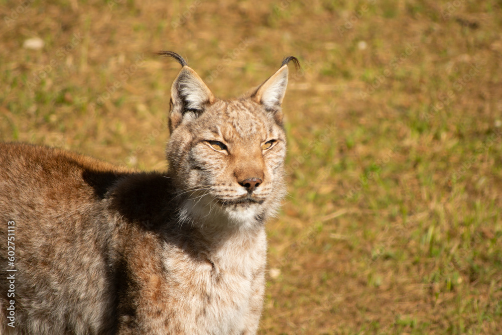 Fototapeta premium Lince ibérico