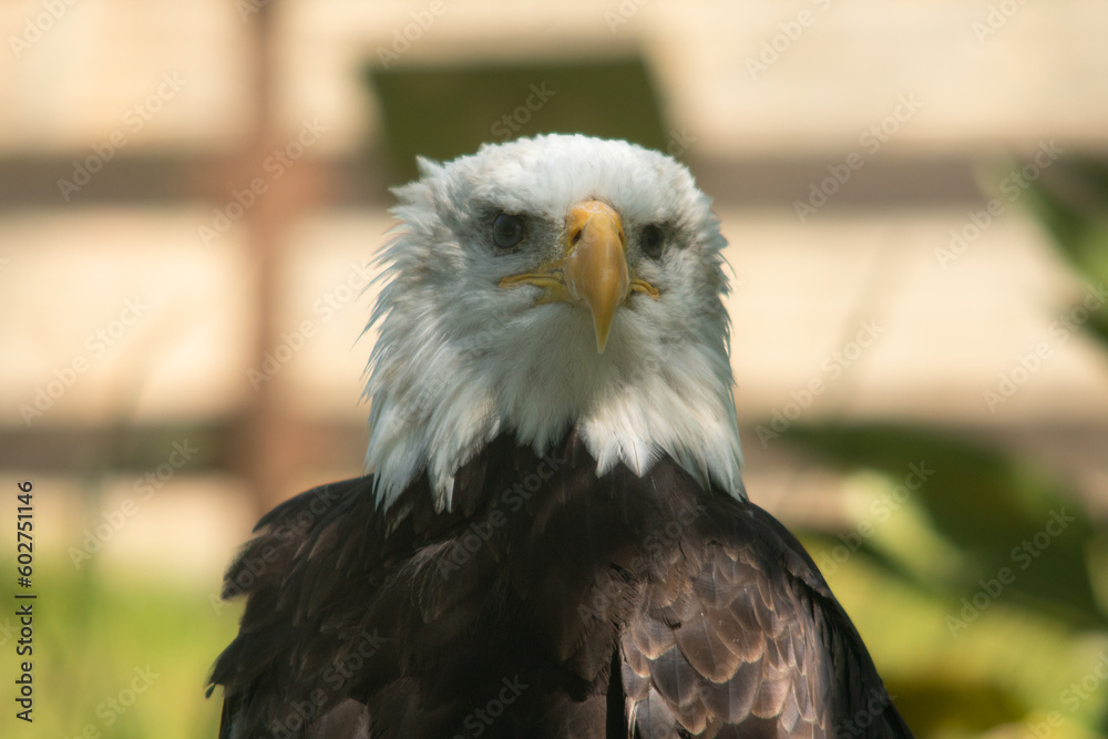 Obraz premium Águila calva