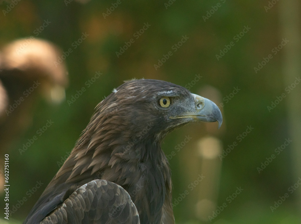 Fototapeta premium Águila