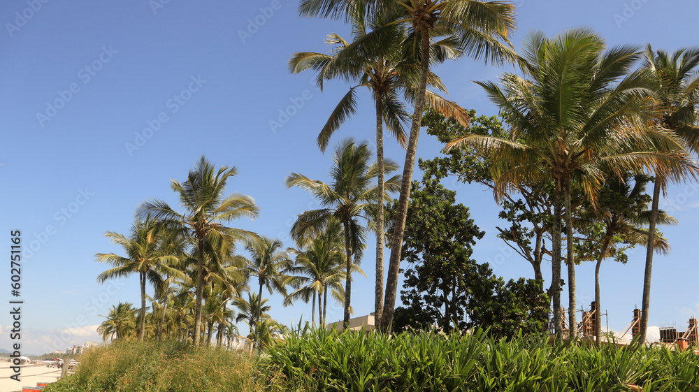 Coqueiras e palmeiras na praia de Riviera de São Lourenço em Bertioga - SP - Brasil captada em um dia de céu azul. Coqueiras e palmeiras na praia de Riviera de São Lourenço em Bertioga - SP - Brasil captada em um dia de céu azul.