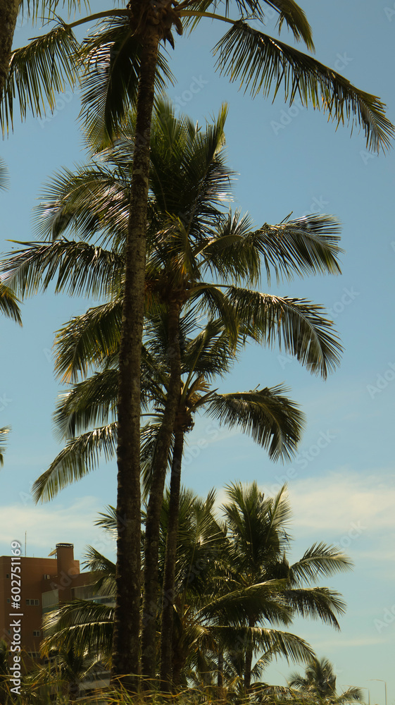 Coqueiras e palmeiras na praia de Riviera de São Lourenço em Bertioga - SP - Brasil captada em um dia de céu azul. 