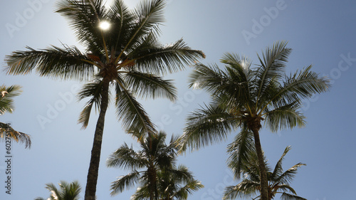 Coqueiras e palmeiras na praia de Riviera de São Lourenço em Bertioga - SP - Brasil captada em um dia de céu azul.  © rafaelnlins