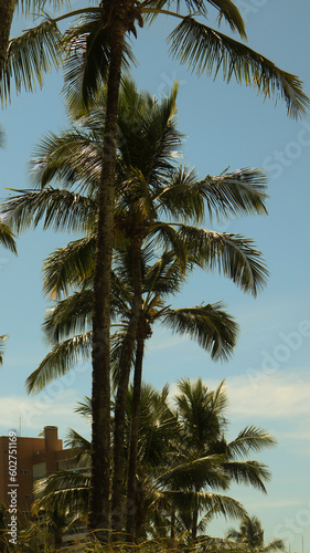 Coqueiras e palmeiras na praia de Riviera de São Lourenço em Bertioga - SP - Brasil captada em um dia de céu azul.  © rafaelnlins