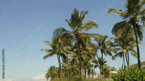 Fototapeta Naklejka Na Ścianę i Meble -  Plantas palmeiras próximo a praia de rivieira de são lourenço em bertioga sp brasil