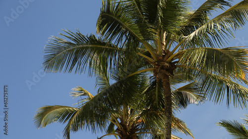 Coqueiras e palmeiras na praia de Riviera de São Lourenço em Bertioga - SP - Brasil captada em um dia de céu azul. 