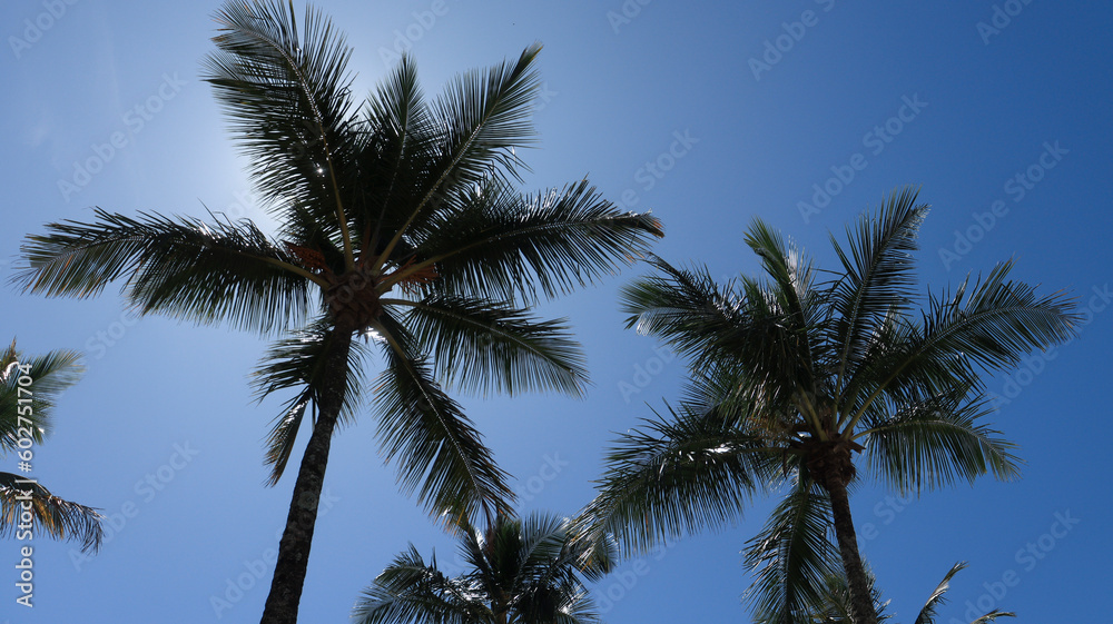 Árvores palmeiras próximo a praia de rivieira de são lourenço em bertioga no Brasil em um dia de sol. 