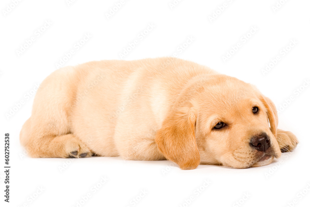 Studio portrait of a beautiful and cute labrador dog sleeping Studio portrait of a beautiful and cute labrador dog sleeping