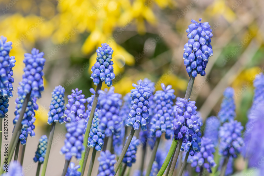 Muscari armeniacum ornamental springtime flowers in bloom, Armenian grape hyacinth flowering blue plants in the garden Muscari armeniacum ornamental springtime flowers in bloom, Armenian grape hyacinth flowering blue plants in the garden