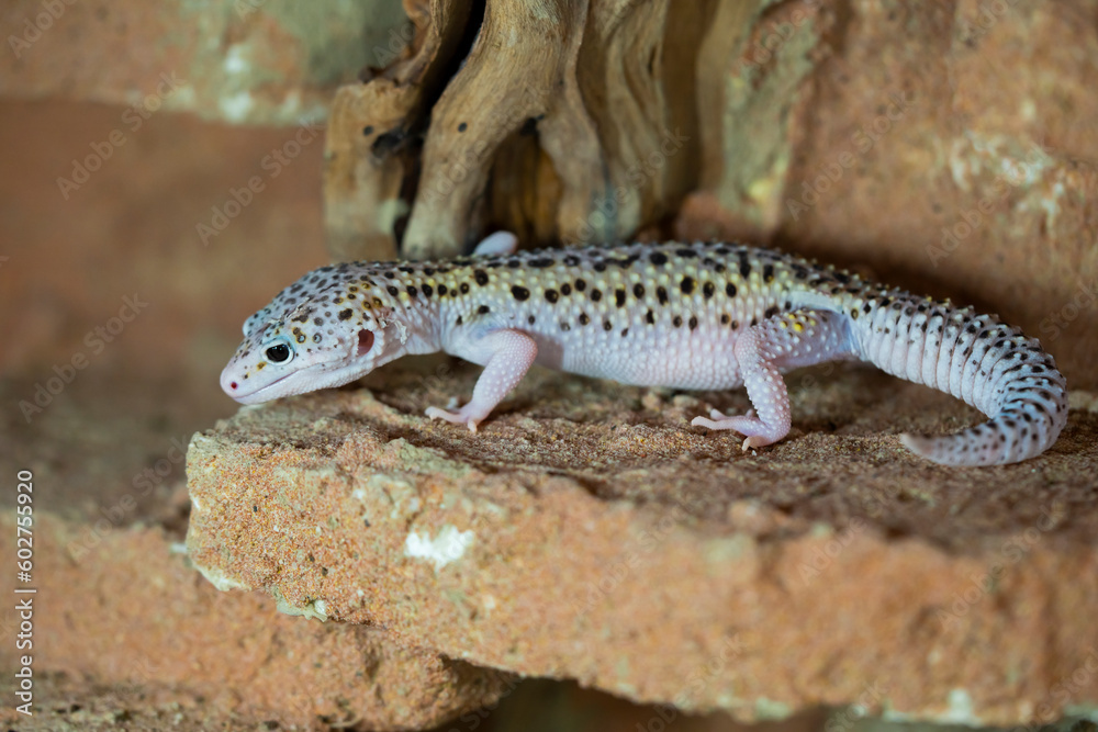 Leopard gecko lizard, close up macro. Cute Leopard gecko portrait (Eublepharis macularius). Leopard gecko lizard, close up macro. Cute Leopard gecko portrait (Eublepharis macularius).