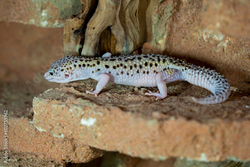 Leopard gecko lizard, close up macro. Cute Leopard gecko portrait (Eublepharis macularius).