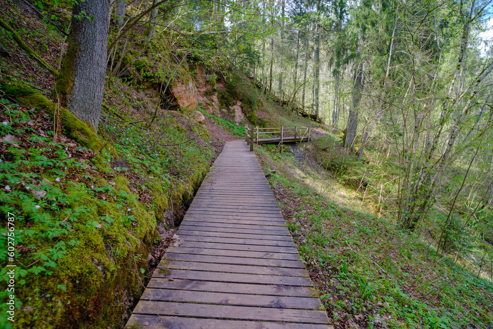 Wooden plank walking paths in the forest. Gauja National Park, Sigulda