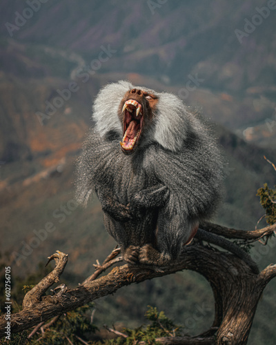 Tapety artystyczne baboon sitting in the tree