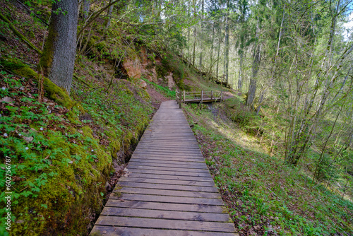 Wooden plank walking paths in the forest. Gauja National Park  Sigulda