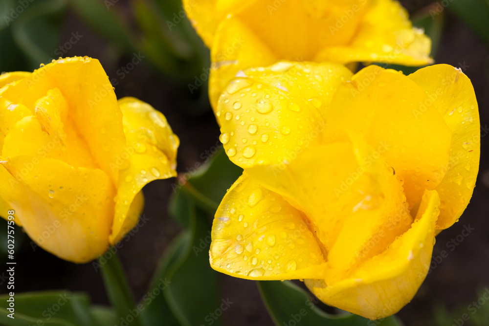 Yellow tulip flowers grow in a summer garden after the rain, close-up Yellow tulip flowers grow in a summer garden after the rain, close-up