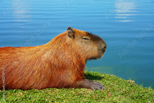 Close-up of Capybara peacefully lying by the lake