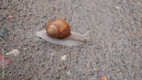 Snails taken in rainy weather