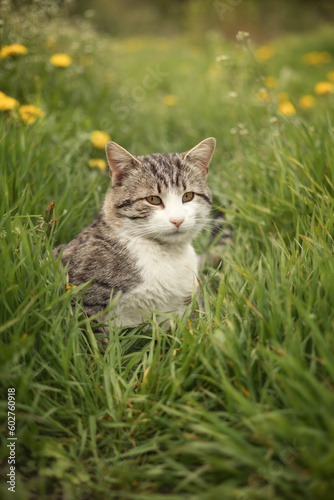 Photo of a brown tabby cat in green grass.