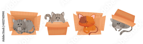 Cat and Cardboard Box Sitting Inside and Playing Vector Set