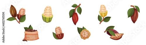 Organic Cocoa Beans in Pod and Green Leaf Vector Set