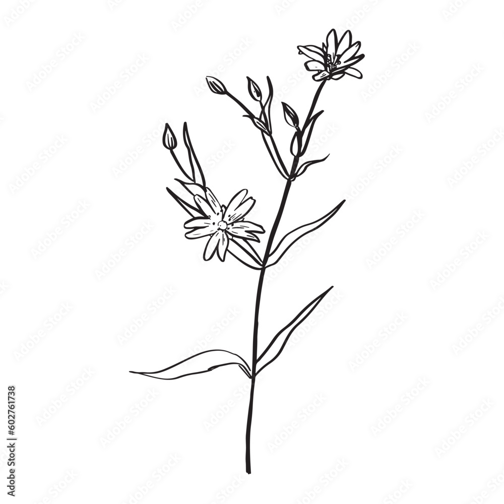 A picture showing different parts of Greater Stitchwort or Stellaria holostea or Addersmeat . vintage line drawing illustration. Sketch. Hand drawn vector illustration.