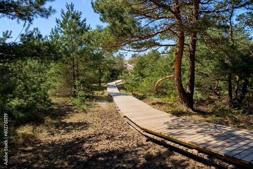 Wooden path in the dunes. Wooden deck leading through coastal dune vegetation.
