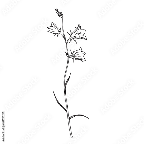 Bluebell flowers. Sketch. Hand drawn outline vector illustration, isolated floral elements for design on white background.
