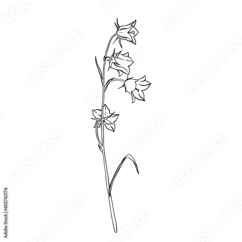 Bluebell flowers. Sketch. Hand drawn outline vector illustration, isolated floral elements for design on white background.
