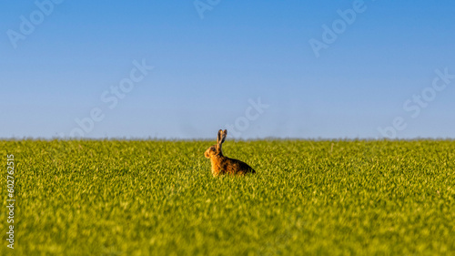 Hare in a green field