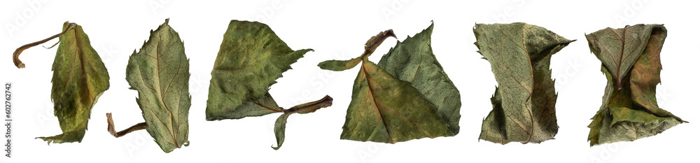 Dried rose lives isolated on transparent background. PNG file. Dried rose lives isolated on transparent background. PNG file.