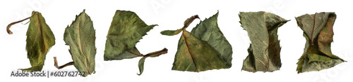 Dried  rose lives isolated on transparent background. PNG file.